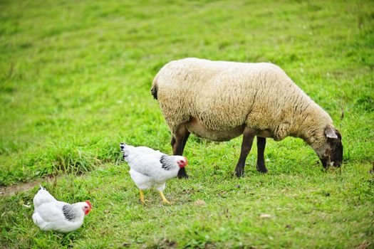 Sheep and chickens freely grazing on a small scale sustainable farm