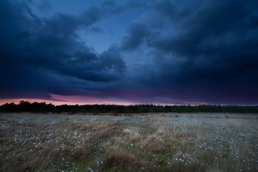 dramatic storm sky over marsh at sunset, Fochteloerveen, Netherlands