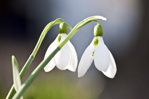 Closeup of white spring snowdrops with delicate green stems