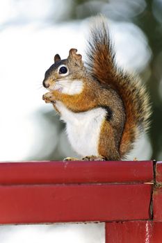 Tree squirrel eating nut sitting on wooden red railing