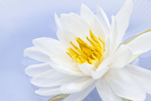 White lotus flower or water lily floating