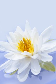 White lotus flower or water lily floating