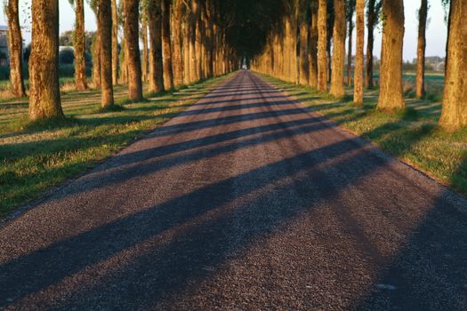 tree shadow pattern on the road in morning sunlight