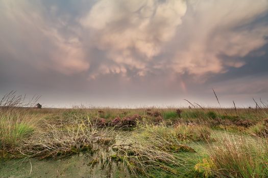 mammatus clouds over swamp at sunset, Netherlands