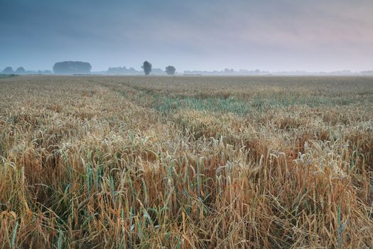 wheat field in summer morning, Groningen, Netherlands