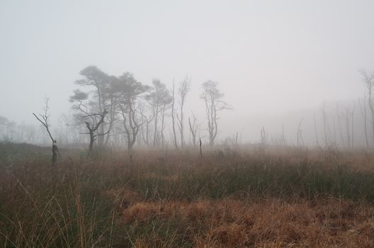 trees on marsh in dense autumn fog