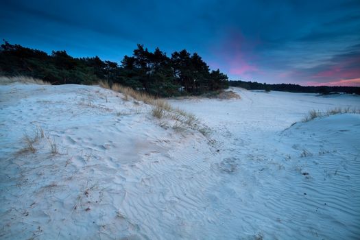 purple sunset over sand dunes, Nunspeet, Gelderland, Netherlands