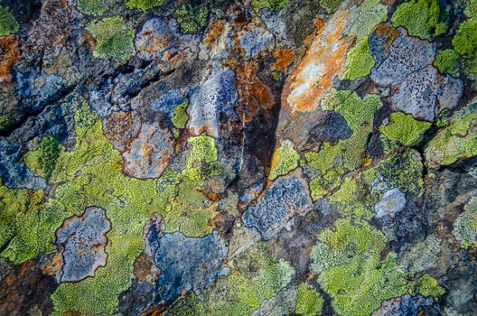 Nature Background Texture Of Colored Lichen On Rocks