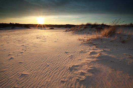 sunset over sand dunes, Nunspeet, Gelderland, Netherlands