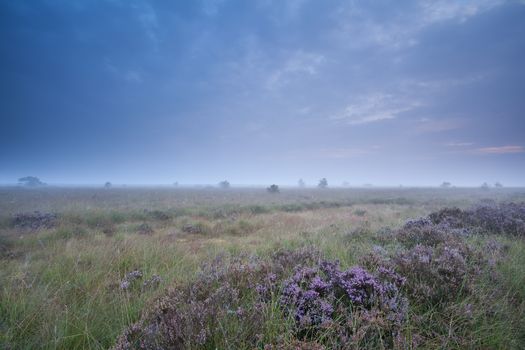 flowering heather and misty summer morning, Drenthe, Netherlands