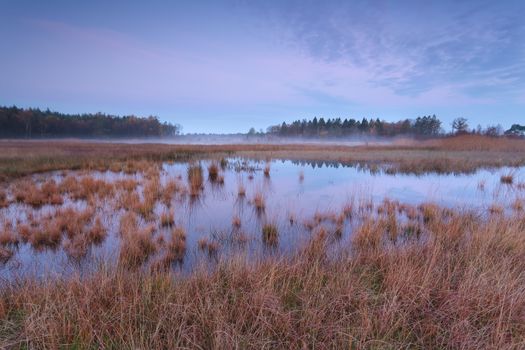 pink autumn sunrise over forest swamp, Friesland, Netherlands