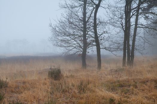 trees on marsh in dense fog, Drenthe, Netherlands