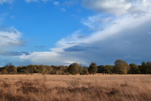 autumn meadow over blue sky, Dwingelderveld, Drenthe, Netherlands