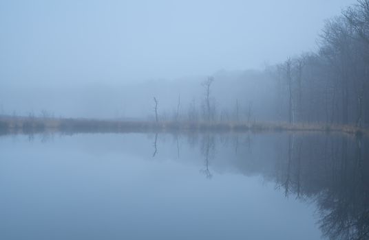 wild lake in forest and dense fog, Drenthe, Netherlands