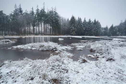 winter morning over swamp in coniferous forest, Friesland, Netherlands