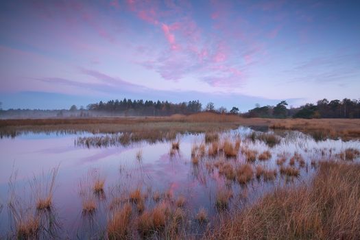 pink autumn sunrise over forest swamp, Friesland, Netherlands