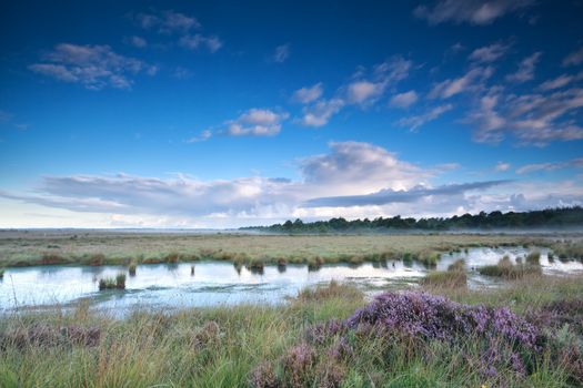 blue sky over swamp with heather in summer
