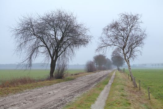 ground road between trees in fog, Groningen, Netherlands