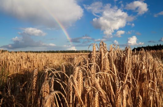 rainbow over summer wheat field, Holland