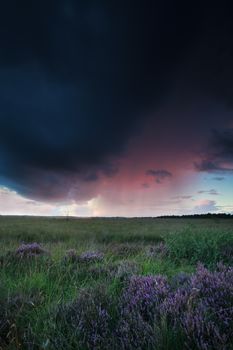 shower over marsh with heather at sunset, Netherlands
