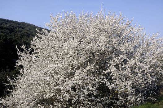 Abre white flowers promising a spring arrives