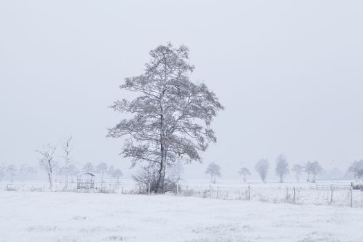 tree in snow on Dutch farmland during winter, Holland