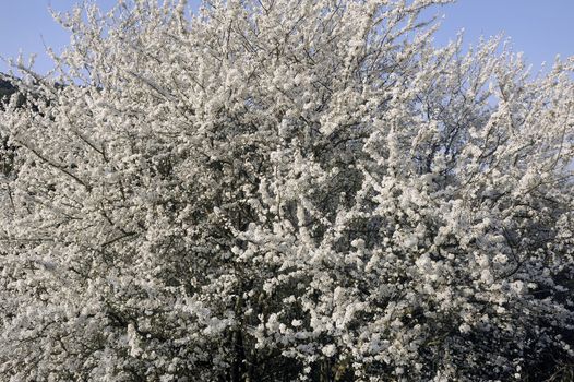 Abre white flowers promising a spring arrives