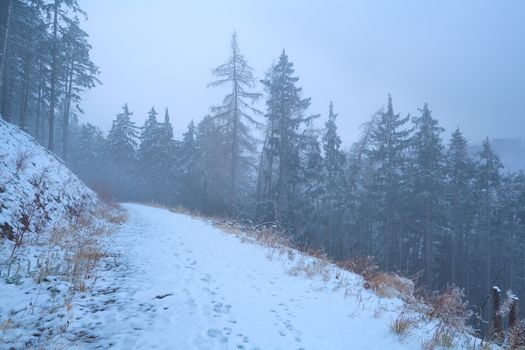 path in foggy winter Harz mountains, Germany