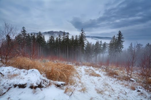 fog in winter Harz mountains, Germany