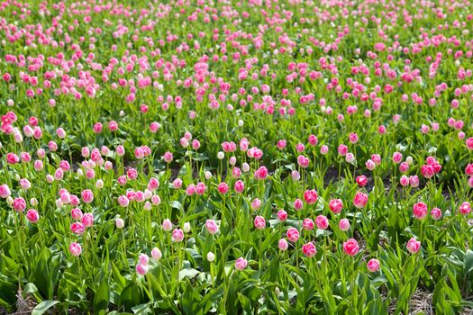 pink tulips field in sunny day, Alkmaar, North Holland