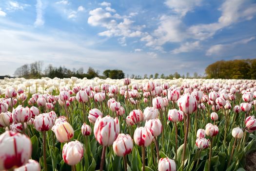 Dutch white and red tulips in sunshine, Holland