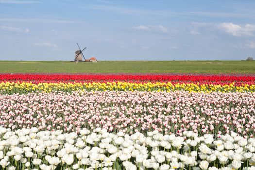 colorful tulip field and Dutch windmill in spring, Alkmaar, North Holland