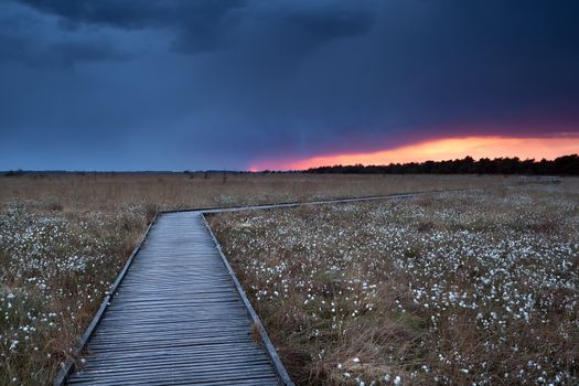 wooden path on marsh with cotton grass at sunset, Drenthe, Netherlands