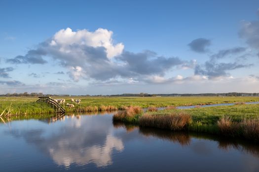 sheep on pasture by river, Groningen, Netherlands