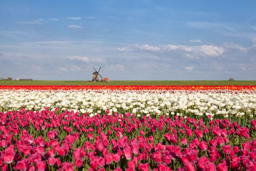 windmill, blue sky and tulip field, Alkmaar, North Holland
