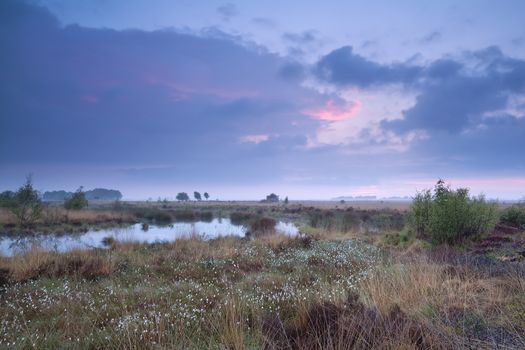 sunset over swamp in summer, Fochteloerveen, Drenthe, Friesland, Netherlands