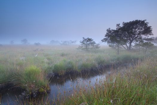 misty summer morning on swamp, Fochteloerveen, Drenthe, Friesland, Netherlands