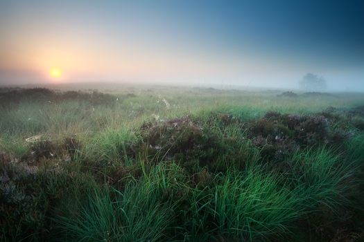 misty summer sunrise over marsh with heather, Fochteloerveen, Netherlands