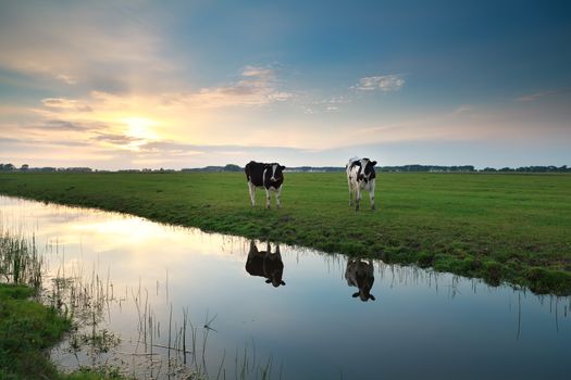 cows on pasture by river at sunset, Holland