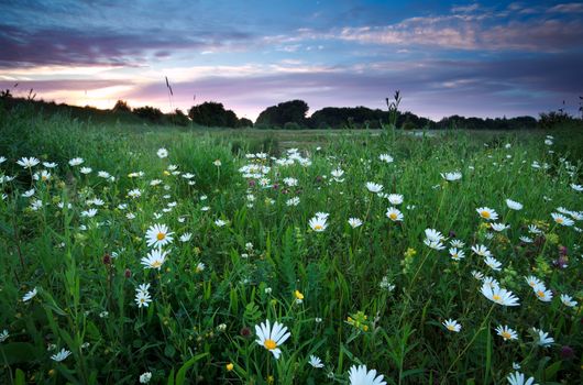 white chamomile flowers on summer meadows at sunset
