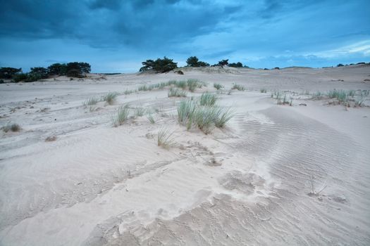 grass on sand dunes over blue sky, Drents-Friese Wold, Drenthe, Netherlands