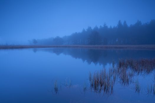 foggy dusk on lake in coniferous forest, Friesland, Netherlands