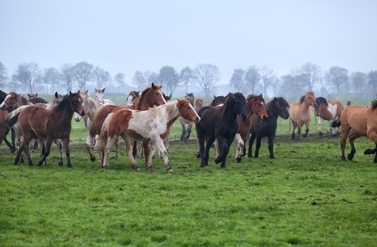 horses herd on misty pasture outdoors