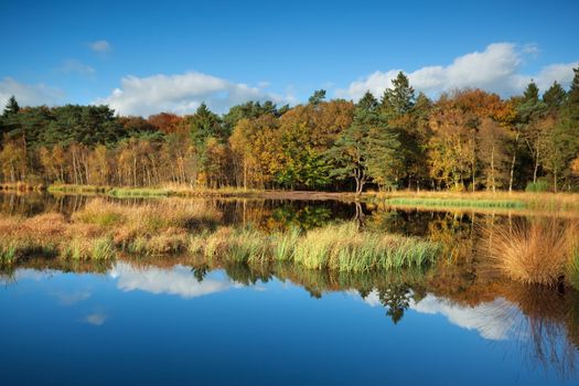 gold autumn forest reflected in lake, Roden, Drenthe, Netherlands
