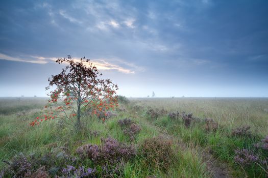 rowan tree on marsh with heather, Drenthe, Netherlands