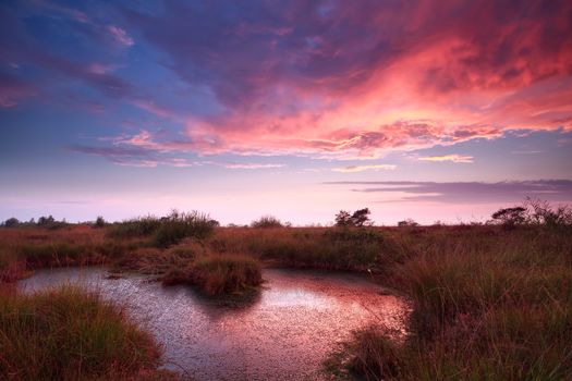 purple sky during sunrise over bog, Drenthe, Netherlands