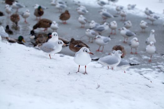 seagull by frozen lake during snowstorm in winter