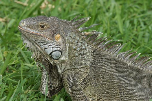 Green Iguana, typical animal of Aruba, ABC Islands