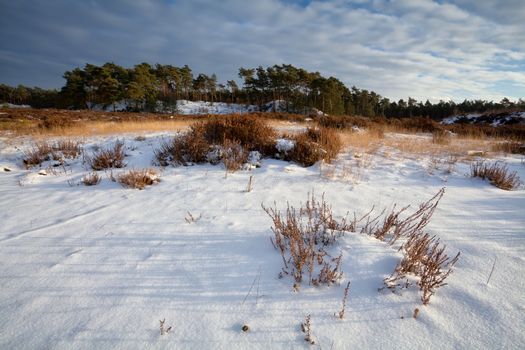 heatherland in snow during winter, Gelderland, Netherlands