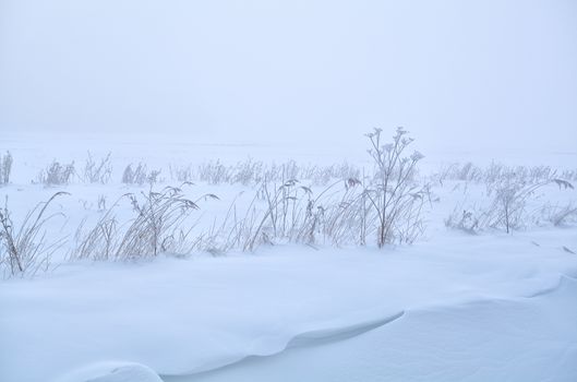 grass on meadow covered with snow during winter, Holland